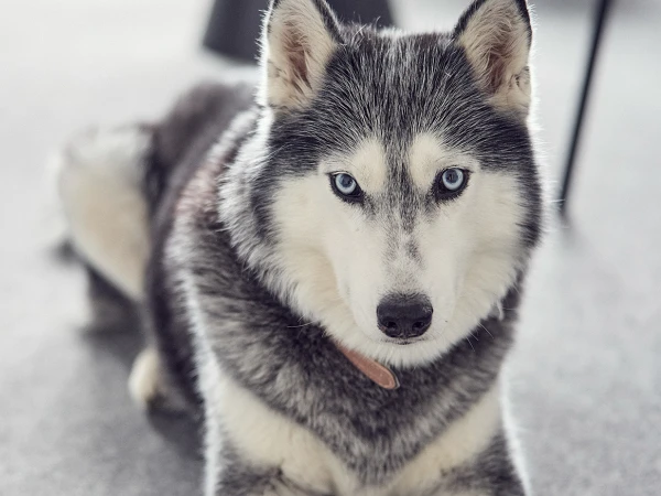 Ein grauer und weißer Siberian Husky liegt entspannt auf einem grauen Teppich und schaut direkt in die Kamera. Die Augen des Hundes sind von einem strahlenden Blau. Im Hintergrund ist ein moderner Tisch und Stühle zu sehen.